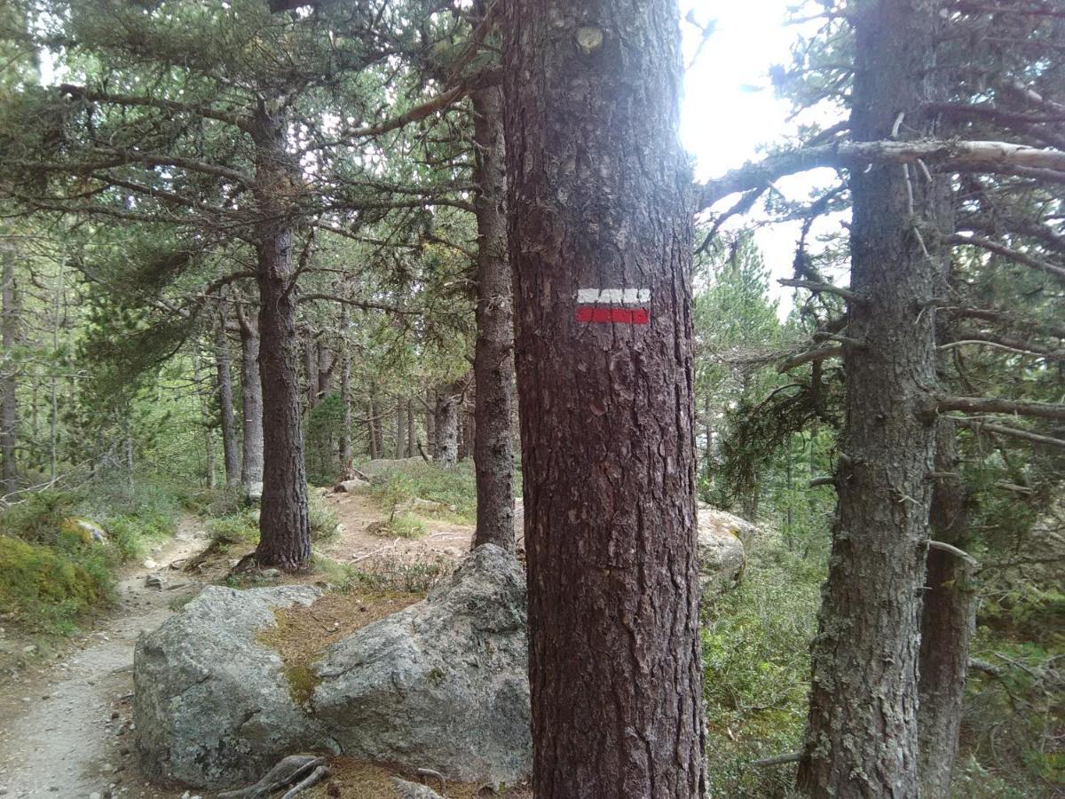 Bois Au Milieu Des Pyrenees